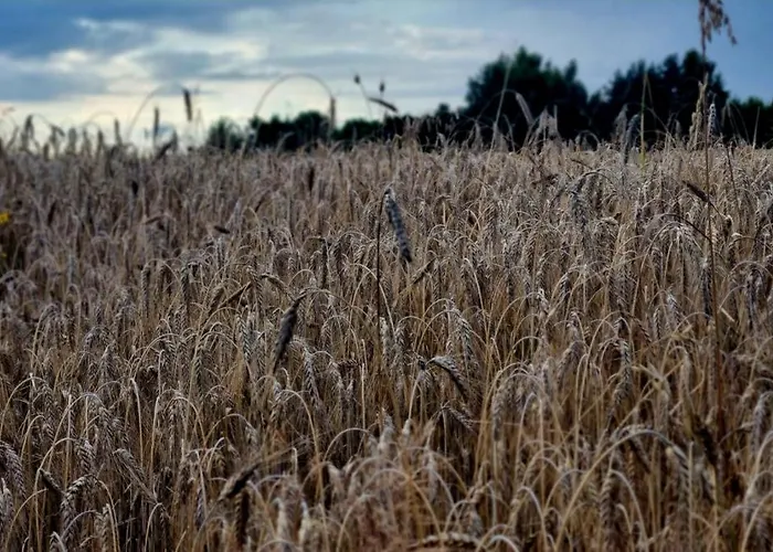 Lesna Przystan - Obok Gdyni I Aquaparku Reda Apartment